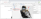 VerifyWebP